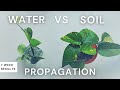 Propagation dans leau ou dans le sol comparaison de 7 semaines avec les pothos  doisje propager dans leau ou dans le sol 