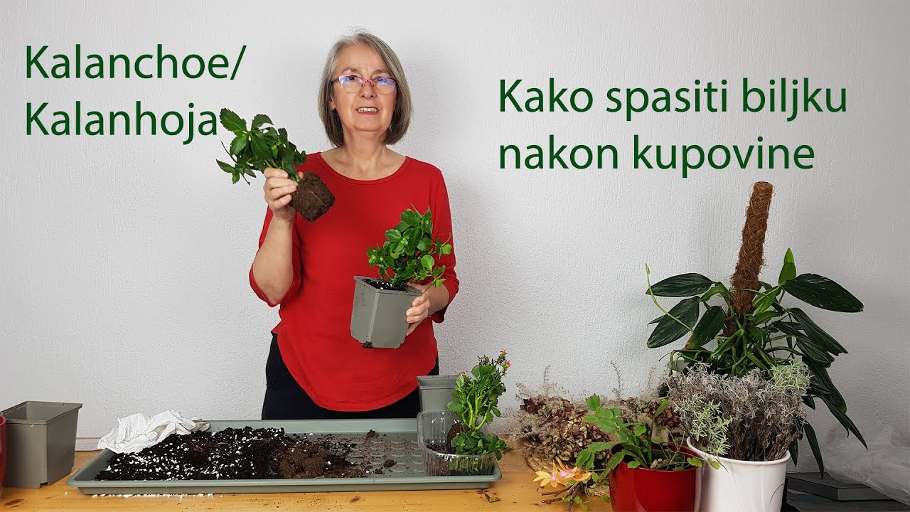 Kalanchoe/Kalanhoja, kako spasiti biljku nakon kupovine