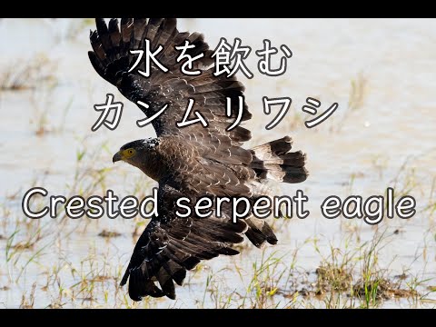 【水を飲む鷲】カンムリワシ Crested serpent eagle 4K 野鳥撮影＆野鳥観察