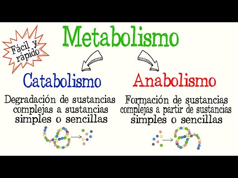 Video: ¿Qué es un cuestionario de vías metabólicas?