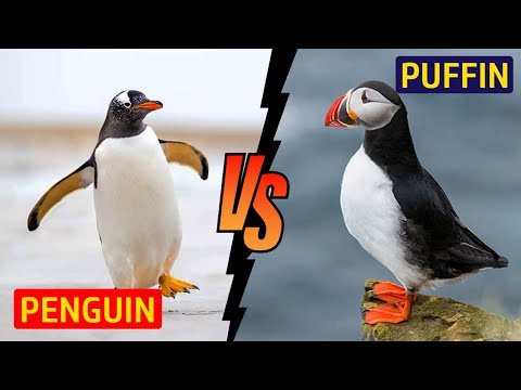 Video: Perbedaan Antara Penguin Dan Puffin
