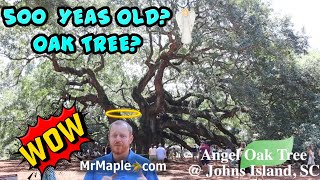 500 Year Old Angel Oak Tree @ Johns Island, South Carolina ~ One Of The Largest Oak Trees East Coast
