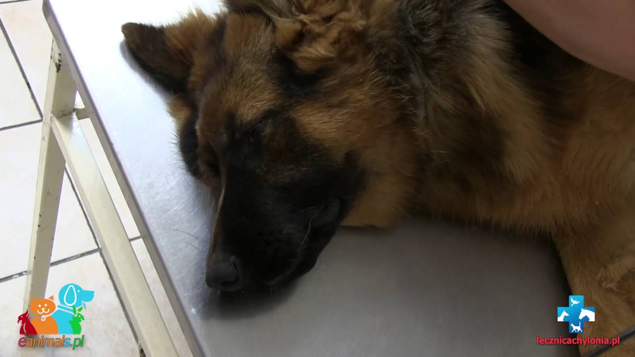 Dysplazja stawu łokciowego u psa (eanimals.pl)