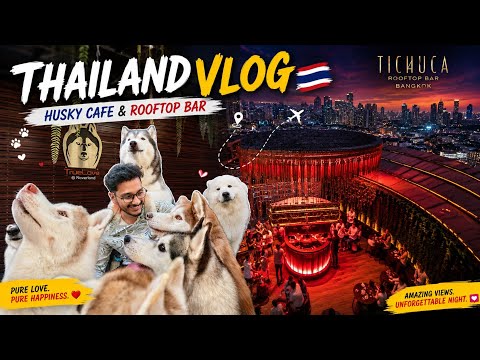 Husky cafe 🐶 and Tichuca roof top Bar 🌇 in Bangkok 🏙️ Thailand Vlogs 🇹🇭 | Travel Vlogs ✈️ | Part 2
