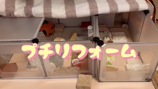 老ハムスターはむおの為に　Reform For Hamuo