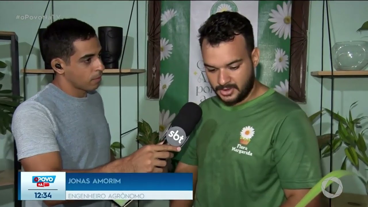 Repelente natural: plantas que afastam o mosquito da dengue para ter em casa- O Povo na TV