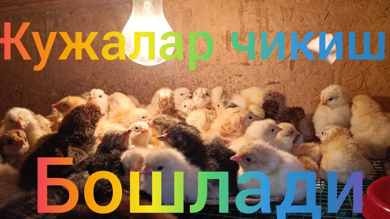 Инкубаторда 90 - 95% Очилсин Дисангиз Манашу Видео Сиз УЧУН Инкубатор да Жужа Очириш Сирлари