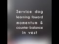 Service dog learning foward momentum pull & counter balance in vest Service dog learning foward momentum pull & counter balance in vest