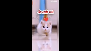 So cute little kitten 🐾 أجمل قطه صغيره 😻