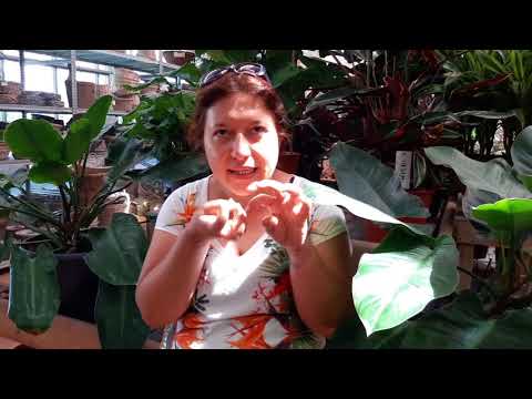 Video: Malattie comuni delle piante d'appartamento - Know How di giardinaggio