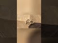 Great Sphinx Mystery: Who Built and Why? #shorts