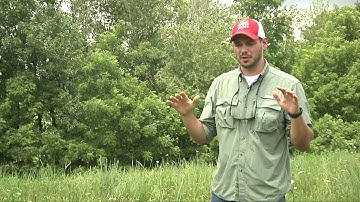 Grazing Management Minute: Native Warm Season Grasses