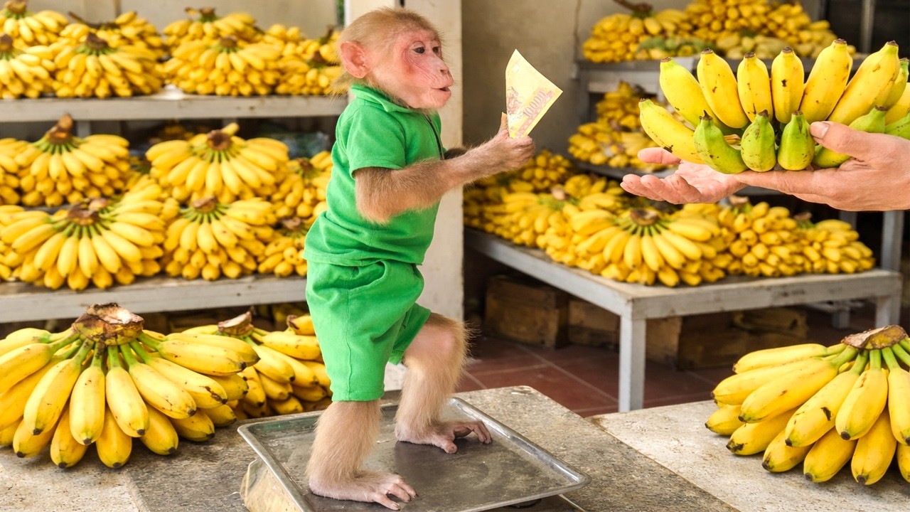 🥔 So Sweet! Bibi Buys Bananas for Lala & Helps Dad Harvest Potatoes