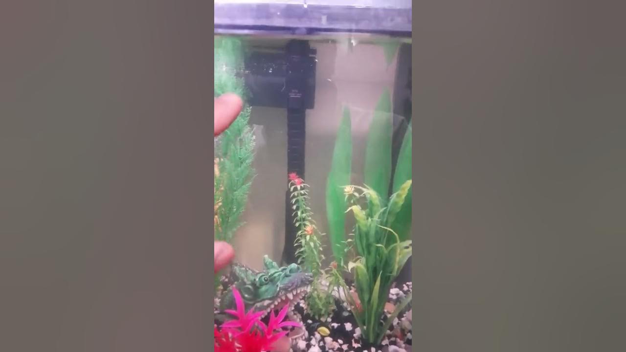 top fin 20 Gal filter not flowing water or just dripping *fix* - YouTube