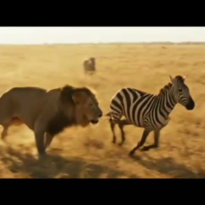 'Heart-Pounding Chase: Lion Hunts Zebra in the Wild!'🦁⚡ Witness Nature’s Raw Power |#official ZP