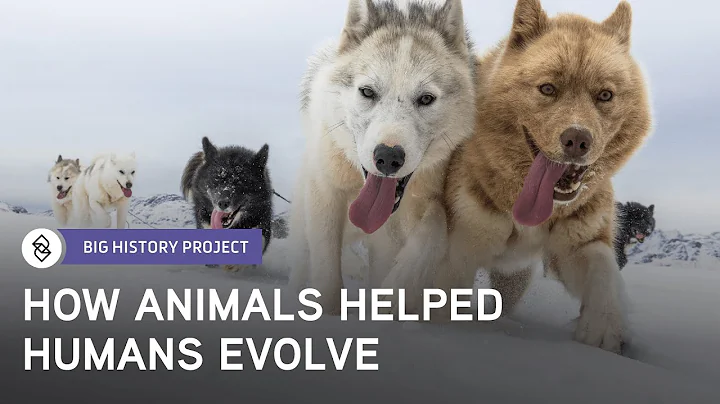 Jacqueline Howard: History of Domestic Animals | B...