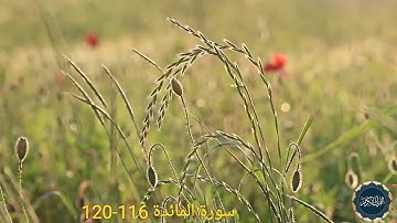 ياسر الدوسري | أواخر سورة المائدة 116-120