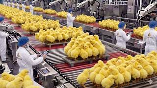 Inside the Mega Chicken Factory: High-Tech Egg Hatching & Fast Broiler Farming Process Revealed!