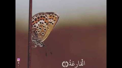 الشيخ ياسر الدوسري || تلاوة بصوت رائع || حالات واتس اب قرأن || Quran Status 💙