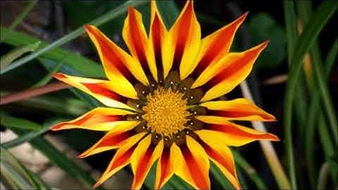 سوره‌تی التین به‌ده‌نگی شیخ ماهر المعيقلي به‌ته‌فسیری کوردی