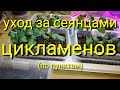 УХОД за сеянцами ЦИКЛАМЕНОВ. "МЕТОДИЧКА" - 🙂 🌺🌿💖💐🌹!!! Мои рекомендации по пунктам!