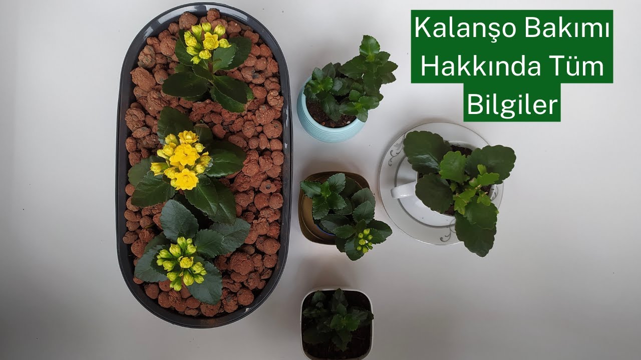 Kalanşo Bakımı Hakkında Her Şey, 5 Dakikada Kalanşo'na Nasıl Bakmalısın? Öğren, #kalanşo