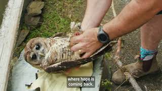 World&#39;s first captive-bred spotted owls released into the wild