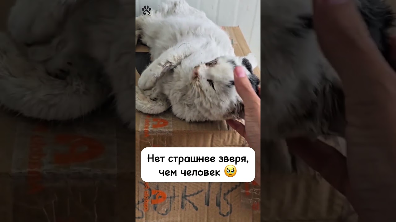 Мы нашли в старом сарае грязная, измученная, с одним глазиком, который еле-еле открывается 