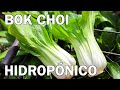 El cultivo del Bok Choi || Bananafabric