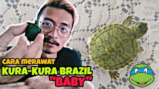 CARA MERAWAT KURA-KURA BRAZIL BABY AGAR TIDAK CEPAT MATI !!!