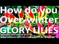 Tropical Gardens UK How To Overwinter Winterize Glory Lily Flame Lily Fire Gloriosa Superba