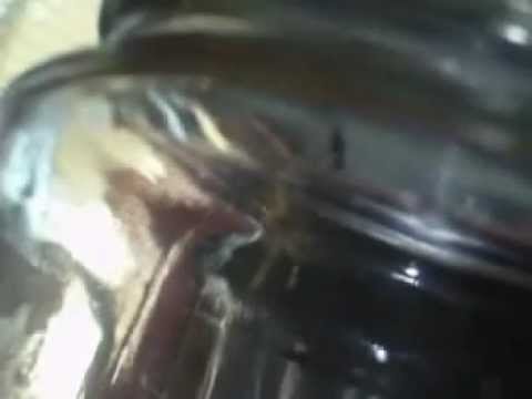 insects picture House spider vs silky ant