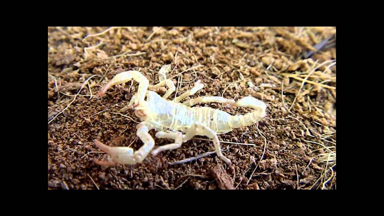 La mue du scorpion!.wmv