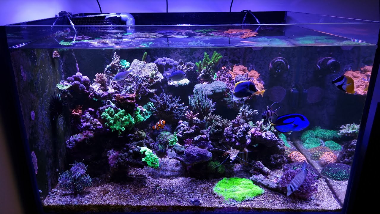 Handmade Coral Reef 420l: smooth relax