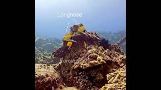 Longnose vs Forceps Both at The Same Time | MEGA Lab #youtubeshorts #like #share