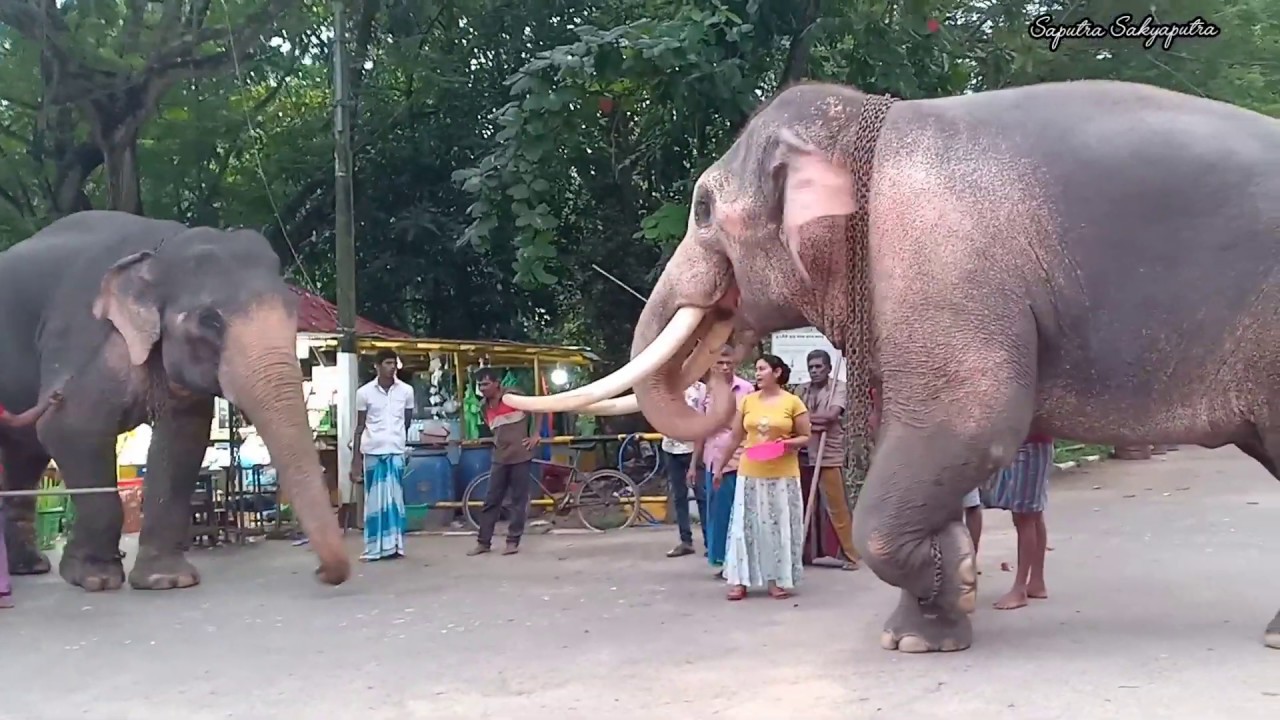 Offering food to three elephants