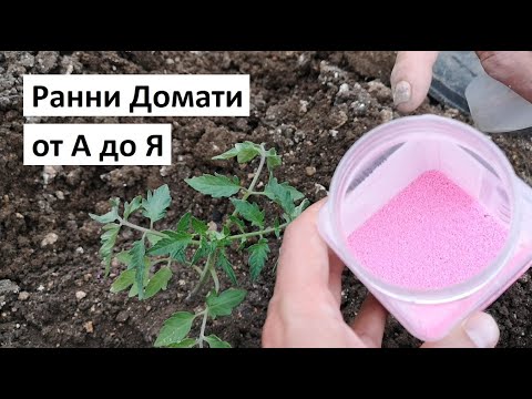 Видео: Засаждане на домат в открита земя и оранжерия. Съвети за градинари