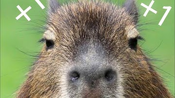 THE BEST CAPYBARA IN CAPYBARA CLICKER 2