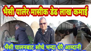 buffalo farm भैंसी पालन बाट यति धेरै कमाई , दूध पुर्याउन गाह्रो / buffalo farming /KulRaj Budhthoki/