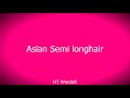 Pronunciation of Asian Semi longhair の動画、YouTube動画。