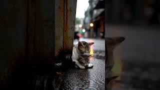 #AnimalCare #CityKittenStory #shorts (krde)