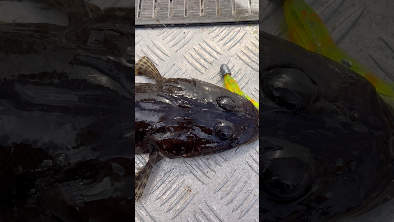 The Flatty’s get dark down south 