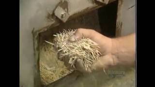 How It's Made - Toothpicks