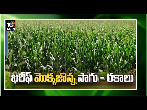 ఖరీఫ్ మొక్కజొన్న సాగు రకాలు | Kharif Season Maize Varieties | Matti Manishi | 10TV Agriculture