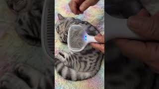 While removing the cat's hair, it also gives the cat its scent