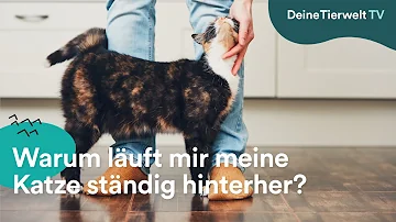 Warum läuft meine Katze immer über mich?