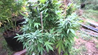 Outdoor 2012 rocking hard OREGON OMMP.