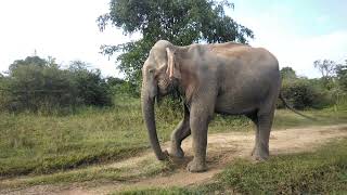 Elephant 🐘 🐘  udawalawe national Park @safari @udawalawe @travel