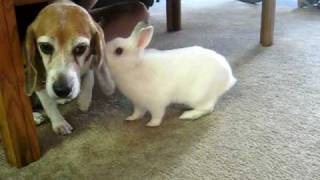 My bunny and beagle playing on a Saturday morning...