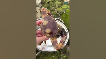 Con tôm tít với con cua chà bá lửa luôn mà | Review bắt hải sản #shorts #sanbathaisan